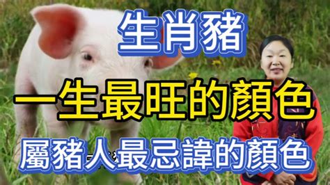 豬顏色|豬的調色盤：它們是什麼顏色？ 